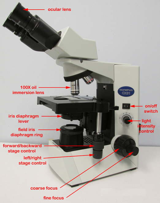 Photograph showing the right-hand side of an Olympus CX31 microscope with the parts labelled.
